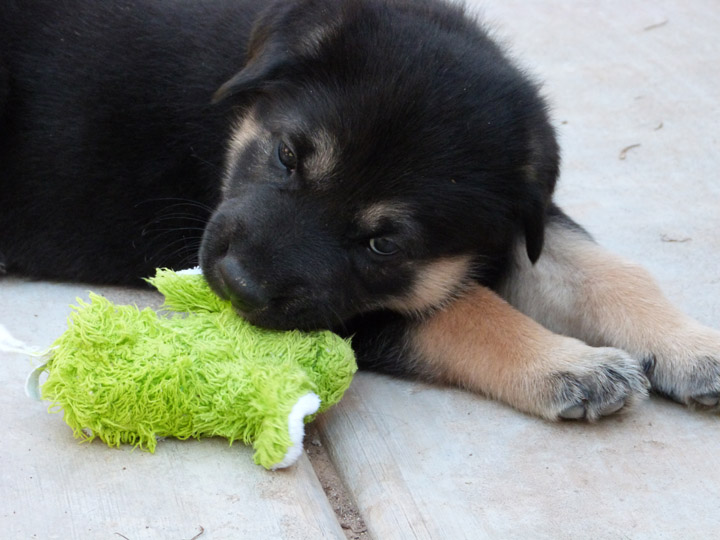 chinook dog